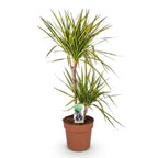 Green BoutiQ - Le vert est... Plantes d'intérieur - Dracaena Sunray - Dragonnier - Peu d'entretien - Vert - 1 plante - Pot 21cm - Hauteur 90-100cm