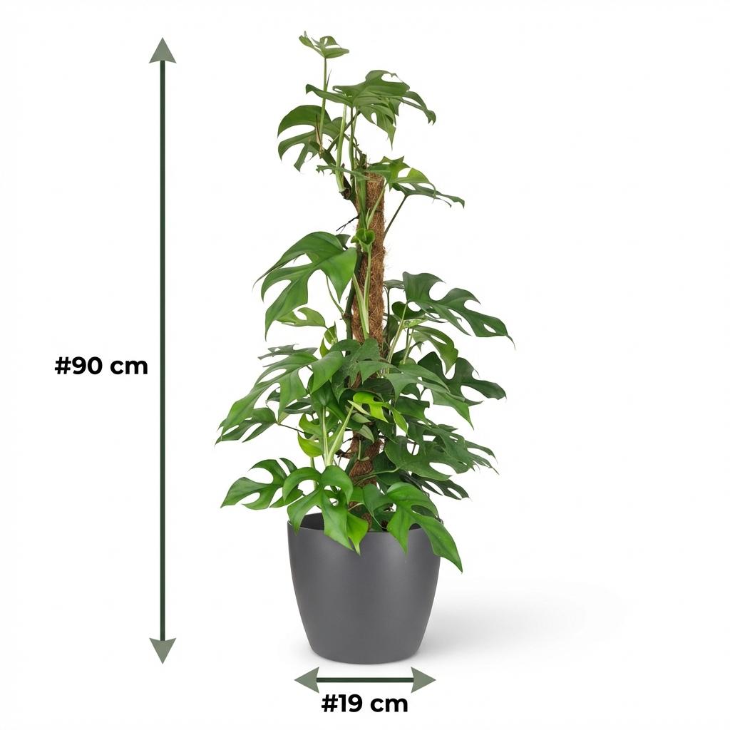 Green boutiQ - Plante d'intérieur - Monstera Minima - Monstera Minima sur tuteur - Vert - Peu d'entretien - 1 plante - avec pot gris - Pot 19 cm - Hauteur 90 cm