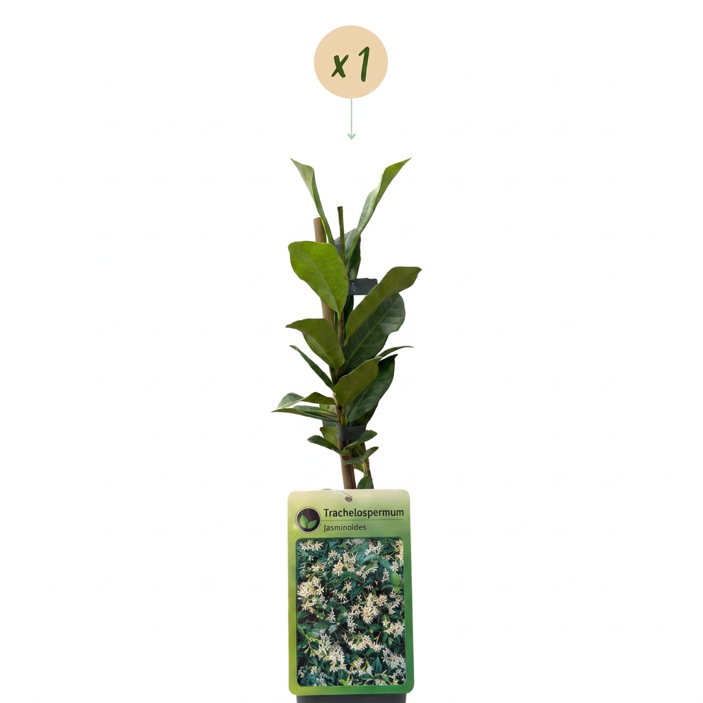 Trachelospermum jasminoides - Star jasmine - White - Climber - Ø9cm - ↕35cm