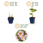 Green boutiQ - Plante vivace - Anemone hybr. Kön. Charlotte - Anémone du Japon - Ombre - Rose - 1 plante - Pot 11cm - Hauteur 15-25cm