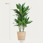 Green boutiQ - Plante d'intérieur - Dragonnier - Dracaena Janet Craig - Vert - Peu d'entretien - 1 Plante - avec Panier - Pot 21cm - Hauteur 90 - 100cm