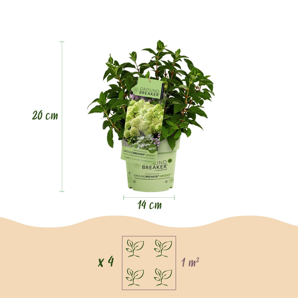 Green boutiQ - Tuinplant - Hydrangea panniculata Groundbreaker Greeny - Pluimhortensia - Winterhard - Creme - 8 Planten - Pot 14cm -Hoogte 20-25cm