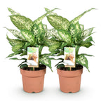 Green BoutiQ - Green is... Plantes d'intérieur - Dieffenbachia Compacta - Dieffenbachia - Peu d'entretien - Vert - 2 Plantes - Pot 17cm - Hauteur 45-50cm
