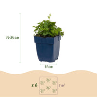 Green boutiQ - Vasteplant - Campanula posch. Lisduggan Variety - Ridderspoor - Bodembedekkend - Wit - 24 Planten - Pot 11cm - Hoogte 15-25cm
