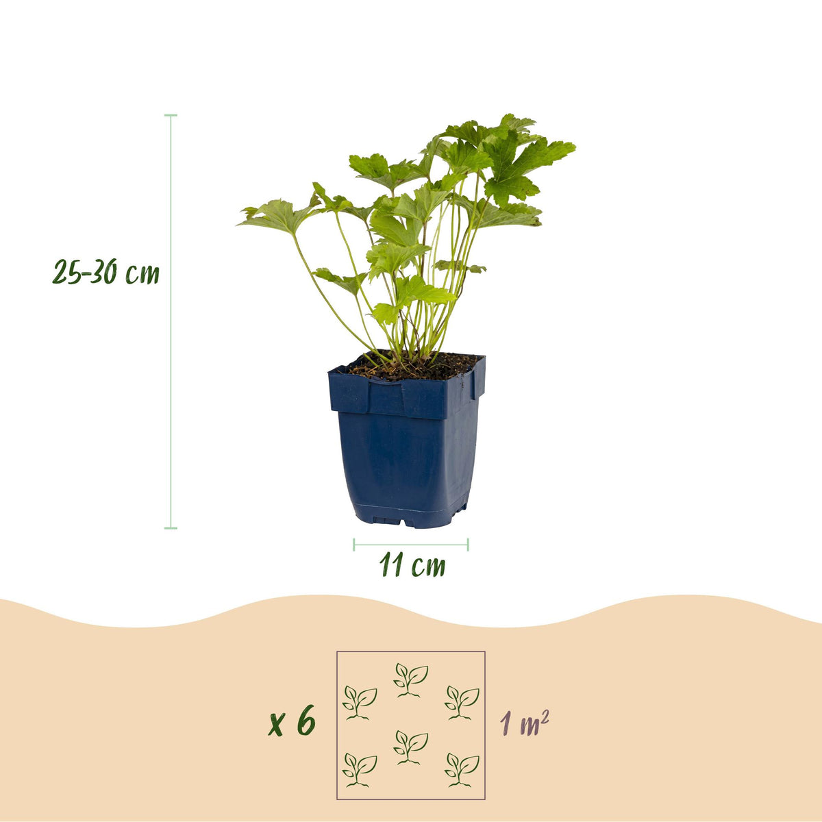 Green boutiQ - Borderpakket - Schaduw - 24 Vaste planten - 3 m2 - Diversen kleuren - Weinig Onderhoud - Pot 11cm