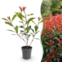 Green boutiQ - 24x Photinia fraseri Carre Rouge - Glansmispel - Haagplanten - Groenblijvend - Rood - Pot 9cm - Hoogte 25-35cm