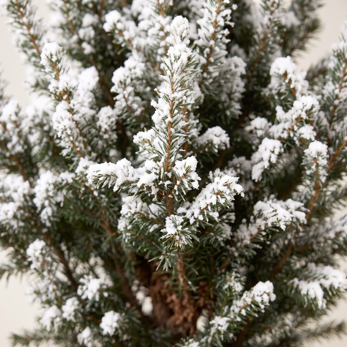 4x Picea glauca Conica - Dwarf Alberta Spruce - Green - White - Christmas tree - Ø17cm - ↕65cm