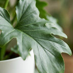 Green boutiQ - Plante d'intérieur - Philodendron - Philodendron Lickety split - Vert - Entretien facile - 1 plante - avec pot blanc - Pot 19cm - Hauteur 70cm