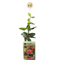 6x Lonicera br. 'Dropmore Scarlet' - Dropmore Scarlet honeysuckle - Red-Yellow - Climber - Ø9cm - ↕35cm