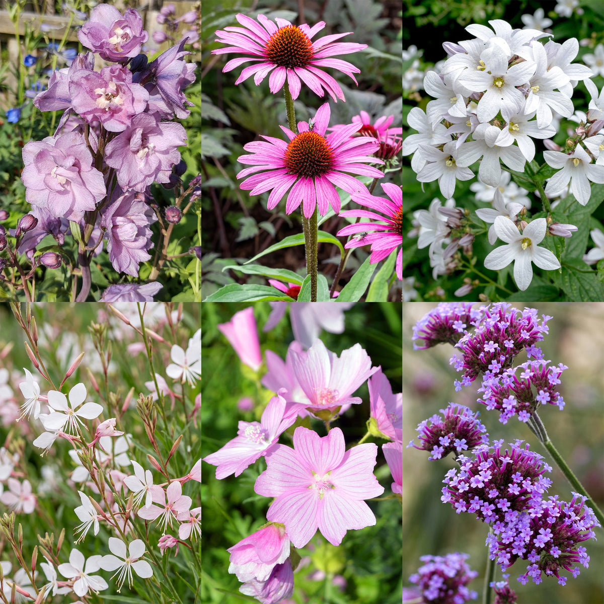 Vasteplant - Borderpakket - Bijen en vlinderlokkend - Diversen - Soorten en kleuren - 12 Planten - Pot 11cm - Hoogte 15-25cm