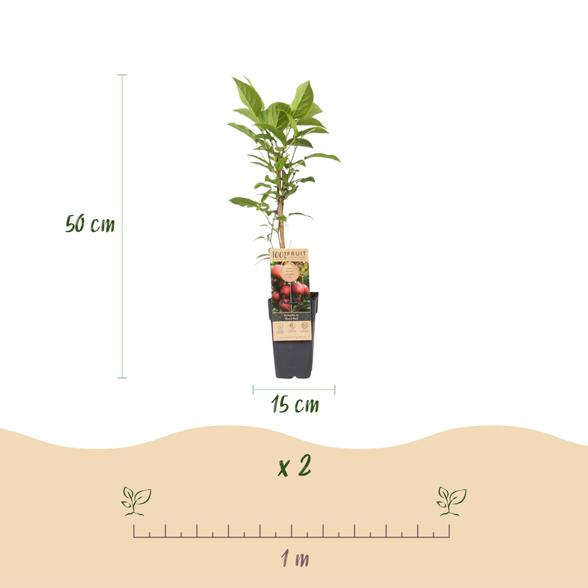 Green boutiQ - Plant fruitier - Actinidia Weiki & Hayward, Ken's Red, Kiwi jaune - Plant de kiwi - 1 mâle - 3 femelles - Plantes - Vert-Rouge-Jaune - Pot 15cm - Hauteur 50cm