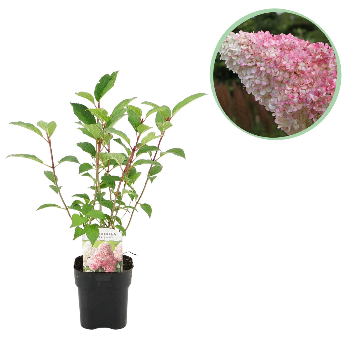 Green boutiQ - Hydrangea paniculata 'Vanille Fraise' - Fleurs blanc rose - 1 plante - Caduque - Grandes fleurs - Pot 17cm Hauteur 50cm