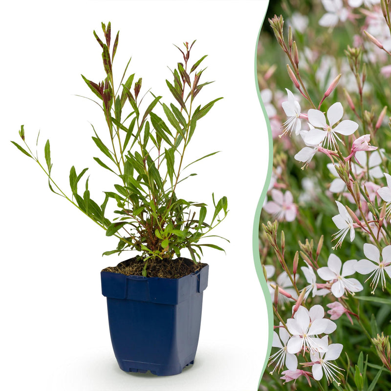 Green boutiQ - Vasteplant - Gaura lindh. Whirling Butterflies - Prachtkaars - Bijen- en vlinderlokkers - Wit - 1 Plant - Pot 11cm - Hoogte 15-25cm