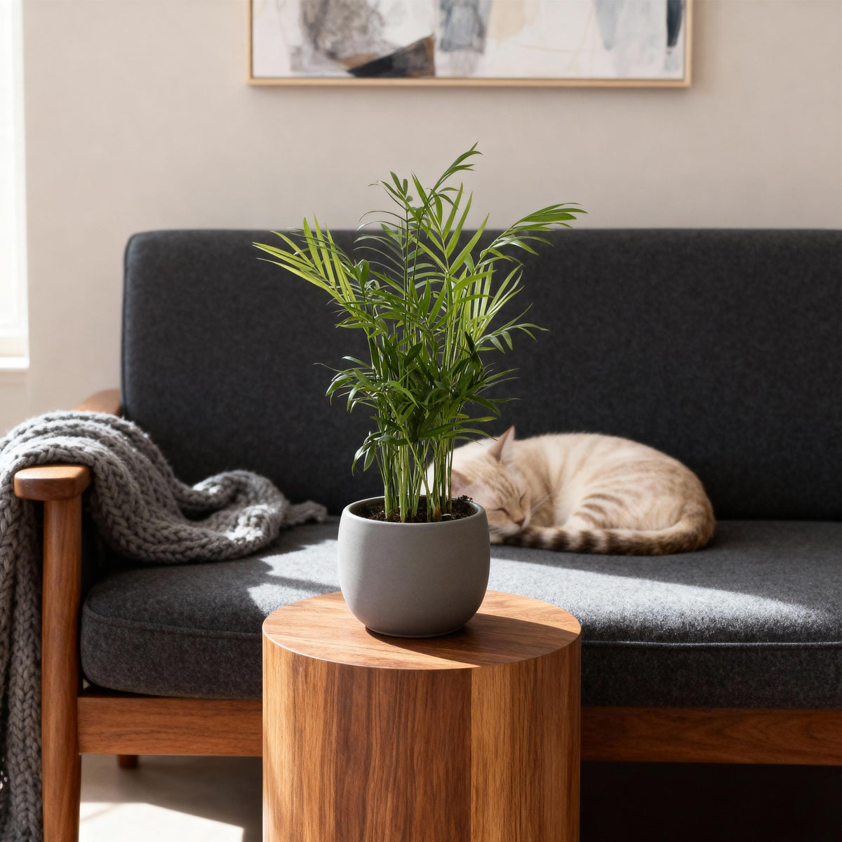 Green boutiQ - Zimmerpflanze - Chamaedorea elegans - Bergpalme - Haustierfreundlich - Grün - 2 Pflanzen - Topf 12cm - Höhe 35-40cm