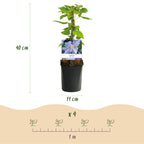 Green boutiQ - Plante grimpante - Clématite Blue Angel - Fleur bleu clair - Peu d'entretien - 2 plantes - Pot 11 cm Hauteur 40 cm