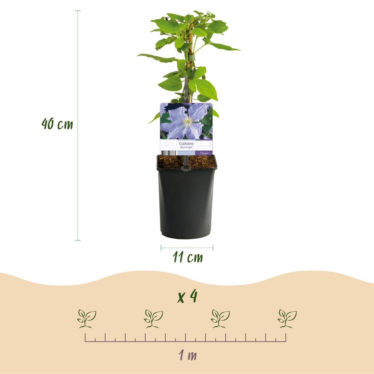 Green boutiQ - Plante grimpante - Clématite Blue Angel - Fleur bleu clair - Peu d'entretien - 2 plantes - Pot 11 cm Hauteur 40 cm