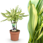 Green BoutiQ - Green is... Plantes d'intérieur - Dracaena fragrans Diamond Dream - Dragonnier - Entretien facile - Vert - 1 plante - Pot 17cm - Hauteur 50-55cm