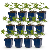 Green boutiQ - Vasteplant - Geranium Johnson's Blue - Ooievaarsbek - Bodembedekkend - Blauw - 12 Planten - Pot 11cm - Hoogte 15-25cm