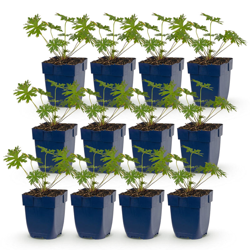 Green boutiQ - Vasteplant - Geranium Johnson's Blue - Ooievaarsbek - Bodembedekkend - Blauw - 12 Planten - Pot 11cm - Hoogte 15-25cm