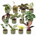 12x Baby Plants Surprise Box - Baby Plants Surprise Box - Various colours - Tropical - incl. Linnea Olive - Ø6cm - ↕5-15cm