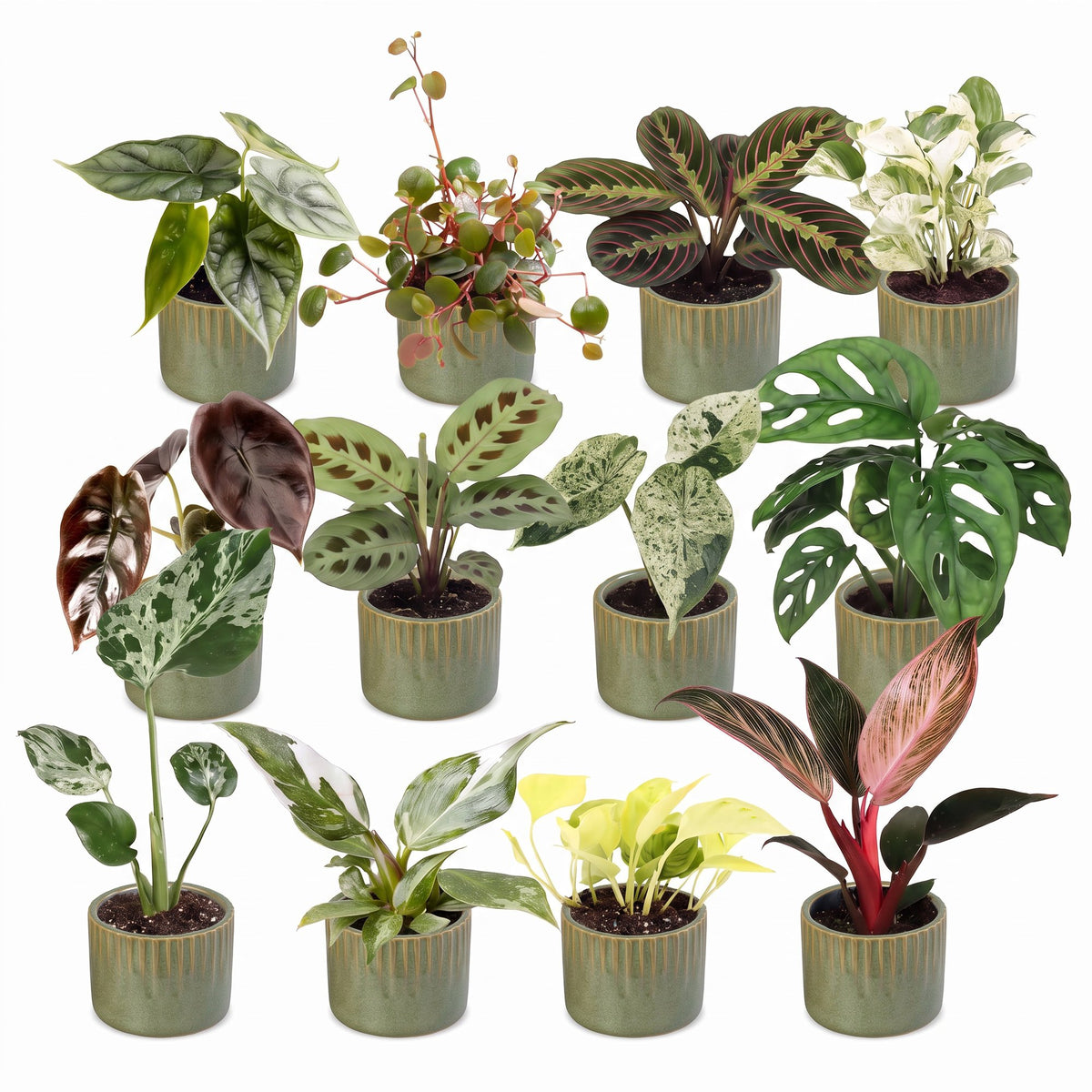 12x Baby Plants Surprise Box - Baby Plants Surprise Box - Various colours - Tropical - incl. Linnea Olive - Ø6cm - ↕5-15cm