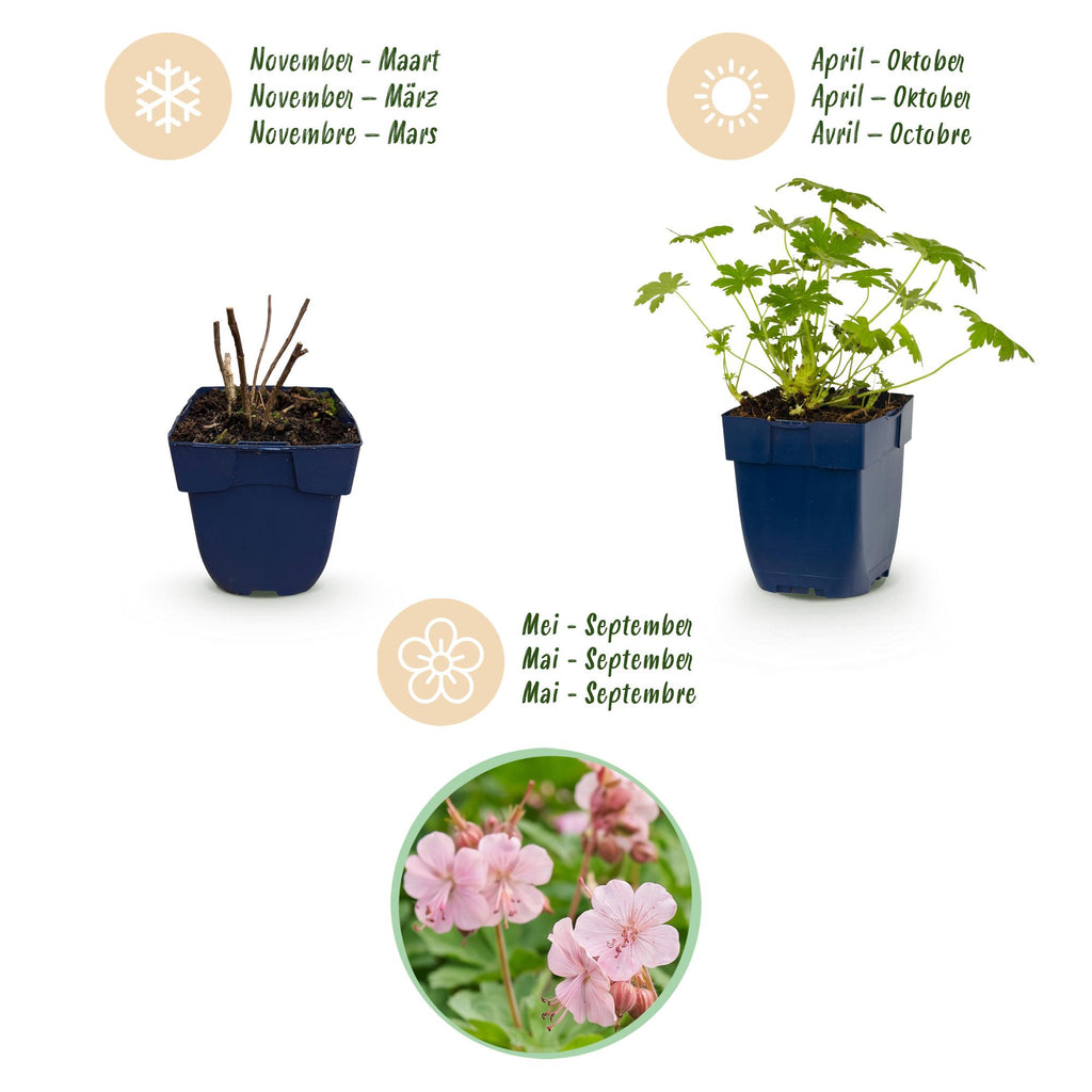 Green boutiQ - Stauden - Geranium macr. Ingwersen's Variety - Storchschnabel - Bodendeckend - Hellrosa - 12 Pflanzen - Topf 11cm - Höhe 15-25cm