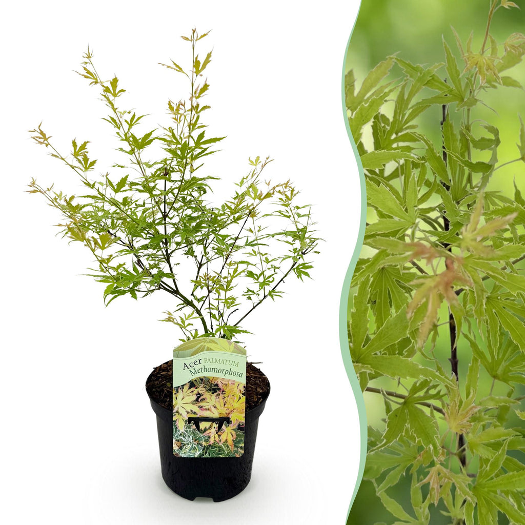 Green boutiQ - Plante de terrasse - Érable du Japon - Acer palmatum Methamorphosa - Vert - 1 plante - Caduc - Pot 19 cm, hauteur 70 cm