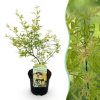 Green boutiQ - Plante de terrasse - Érable du Japon - Acer palmatum Methamorphosa - Vert - 1 plante - Caduc - Pot 19 cm, hauteur 70 cm