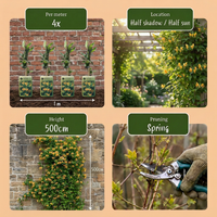 4x Lonicera tellmanniana - Tellmann's honeysuckle - Orange - Yellow - Climber - Ø9cm - ↕35cm