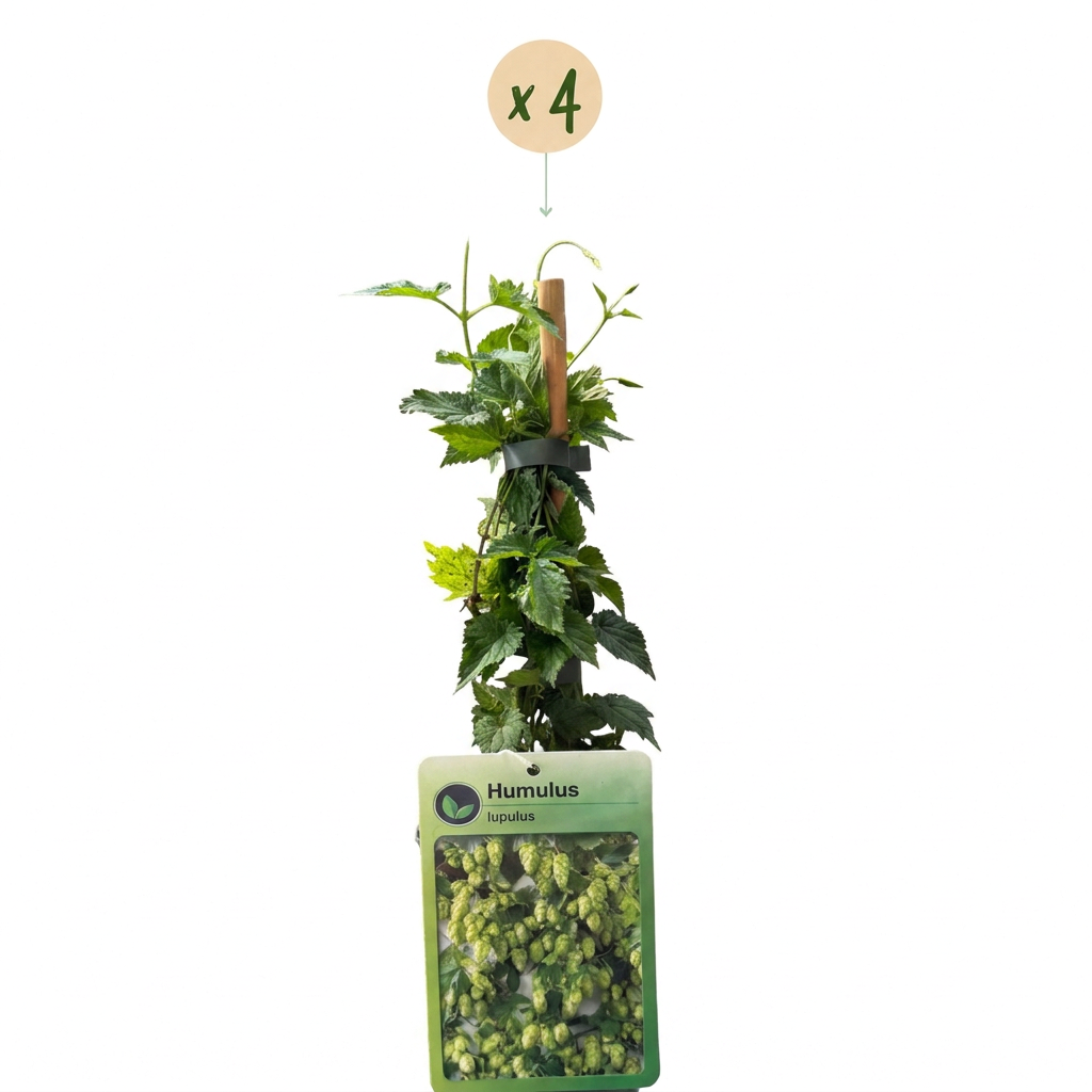 4x Humulus lup. Nordbrau - Nordbrau hop - Green - Climber - Ø9cm - ↕35cm