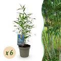 Green boutiQ - Bambus - Fargesia Blue Dragon - Immergrün - Nicht wuchernd - Grün - 6 Pflanzen - Topf 14cm - Höhe 35cm