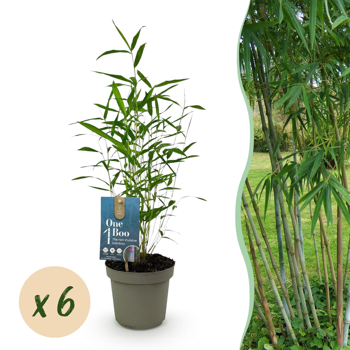 Green boutiQ - Bambou - Fargesia Blue Dragon - Persistant - Non traçant - Vert - 6 plantes - Pot 14cm - Hauteur 35cm