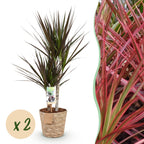 Green BoutiQ - Green is... Plantes d'intérieur - Dracaena Magenta - Dragonnier - Peu d'entretien - avec panier - Vert - 2 Plantes - Pot 17cm - Hauteur 70-80cm