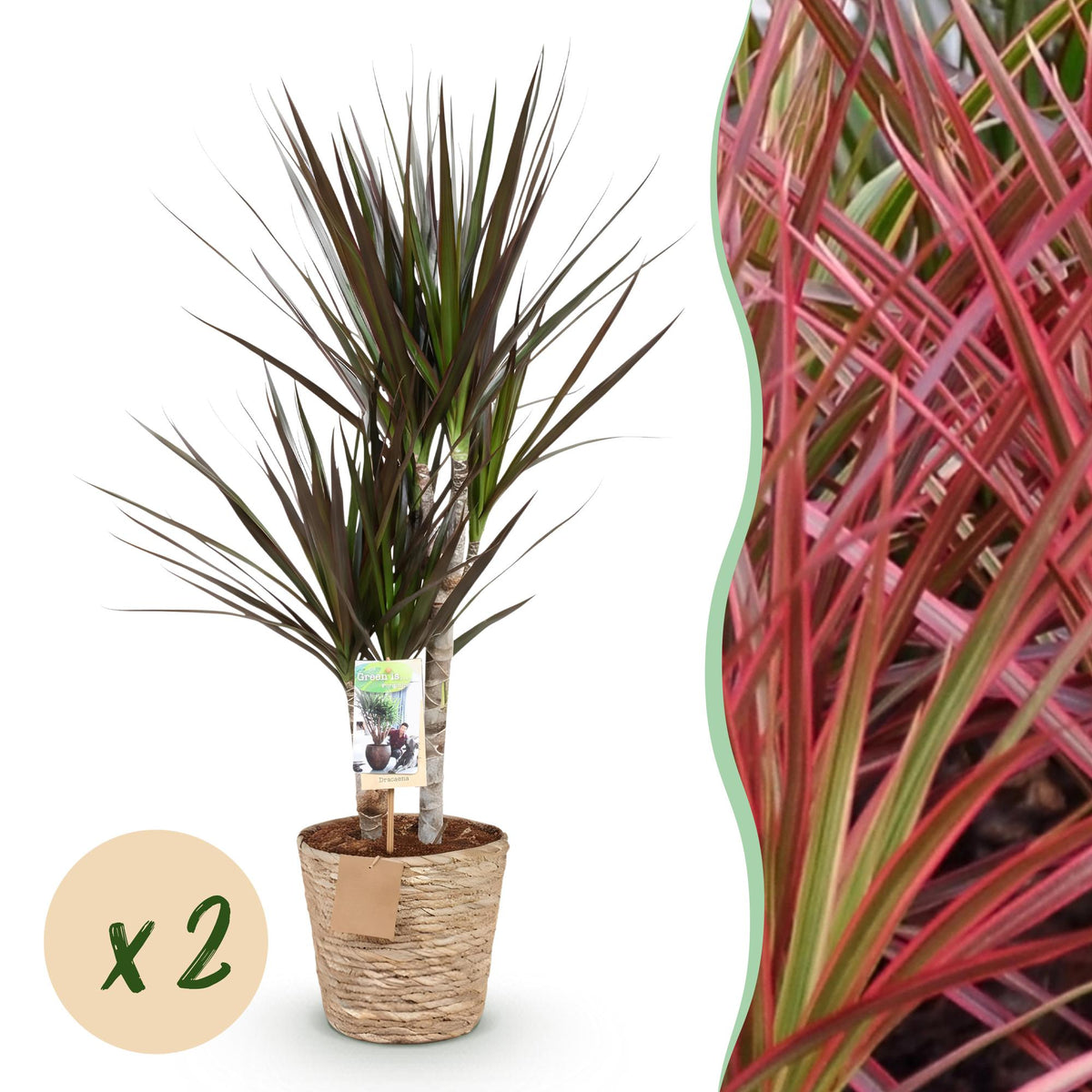 Green BoutiQ - Green is... Plantes d'intérieur - Dracaena Magenta - Dragonnier - Peu d'entretien - avec panier - Vert - 2 Plantes - Pot 17cm - Hauteur 70-80cm
