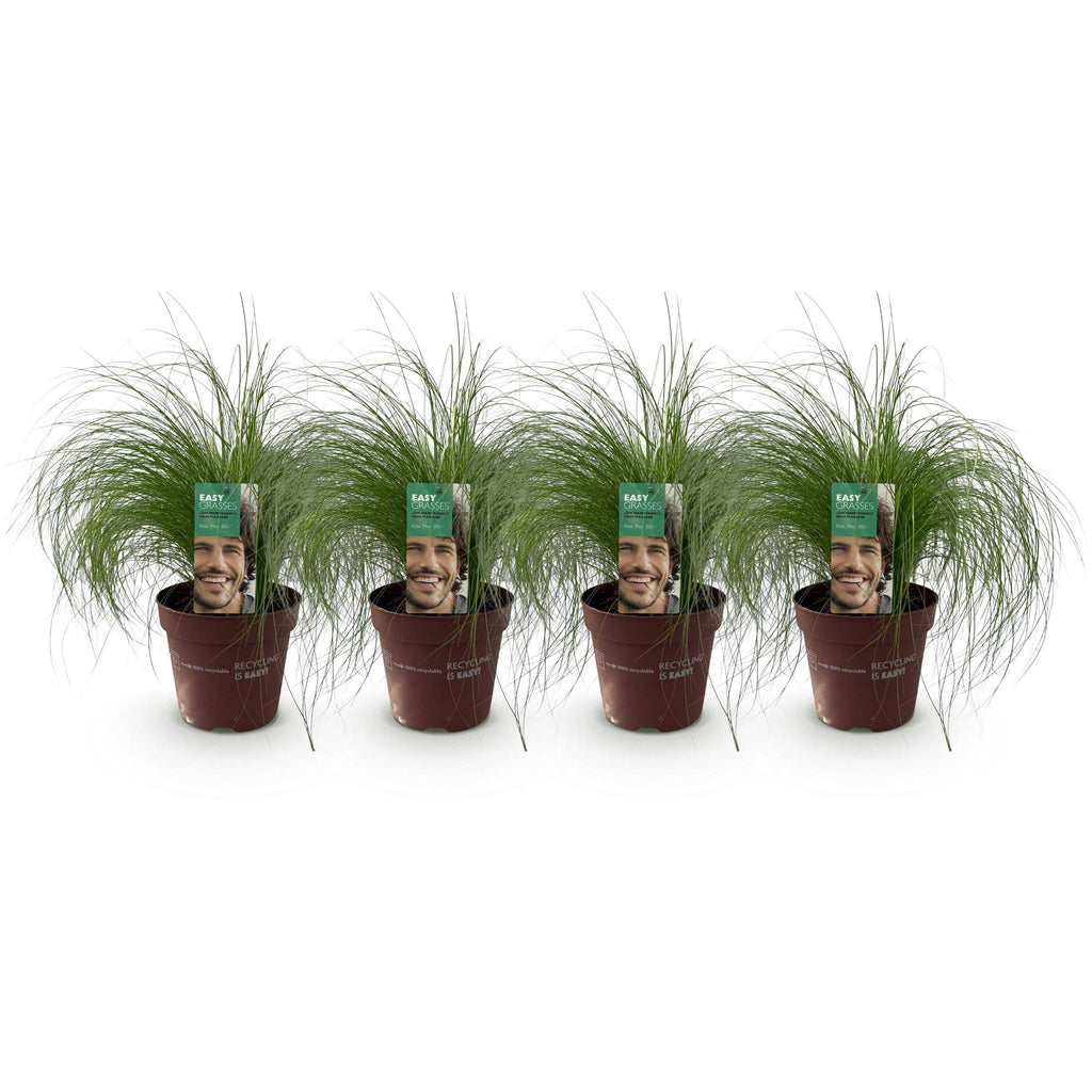Green boutiQ - Ziergräser - Stipa tenuifolia Pony Tails - Grün - 4 Pflanzen - Immergrün - Pflegeleicht - Topf 17cm Höhe 50cm