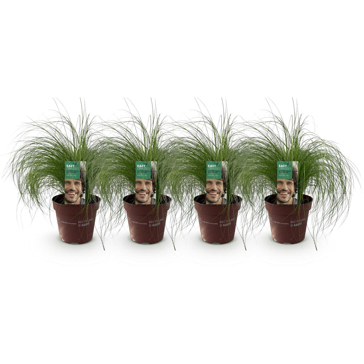 Green boutiQ - Siergrassen - Stipa tenuifolia Pony Tails - Groen - 4 Planten - Bladhoudend - Weinig Onderhoud - Pot 17cm Hoogte 50cm