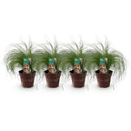 Green boutiQ - Ziergräser - Stipa tenuifolia Pony Tails - Grün - 4 Pflanzen - Immergrün - Pflegeleicht - Topf 17cm Höhe 50cm