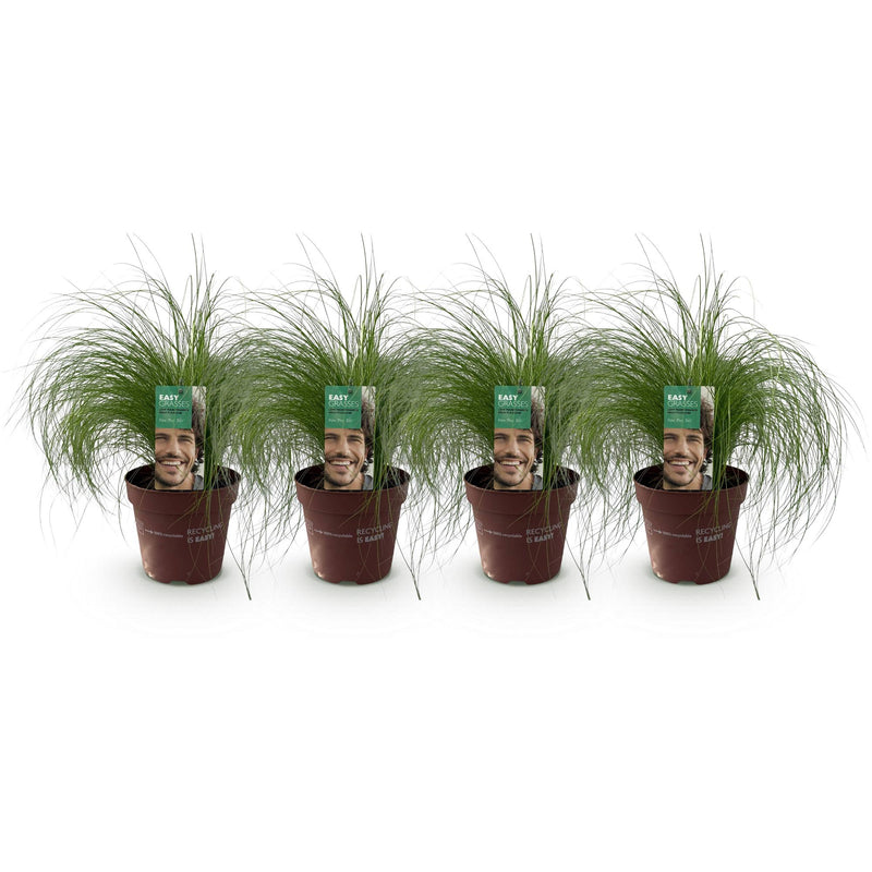 Green boutiQ - Siergrassen - Stipa tenuifolia Pony Tails - Groen - 4 Planten - Bladhoudend - Weinig Onderhoud - Pot 17cm Hoogte 50cm