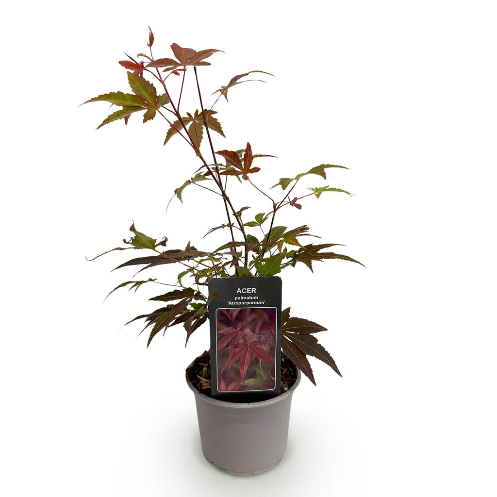 Green boutiQ - Plante de jardin - Acer palmatum Atropurpureum - Pourpre - 1 plante - Caduc - Peu d'entretien - Pot 12 cm Hauteur 35 cm