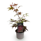 Green boutiQ - Plante de jardin - Acer palmatum Atropurpureum - Pourpre - 1 plante - Caduc - Peu d'entretien - Pot 12 cm Hauteur 35 cm