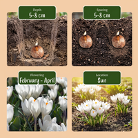 240x Crocus White - Witte krokus - Diversen - Verwilderingsbol - Bolmaat 7/8