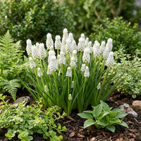 50x Muscari White Magic - Witte druifhyacint - Wit - Verwilderingsbol - Bolmaat 6/7