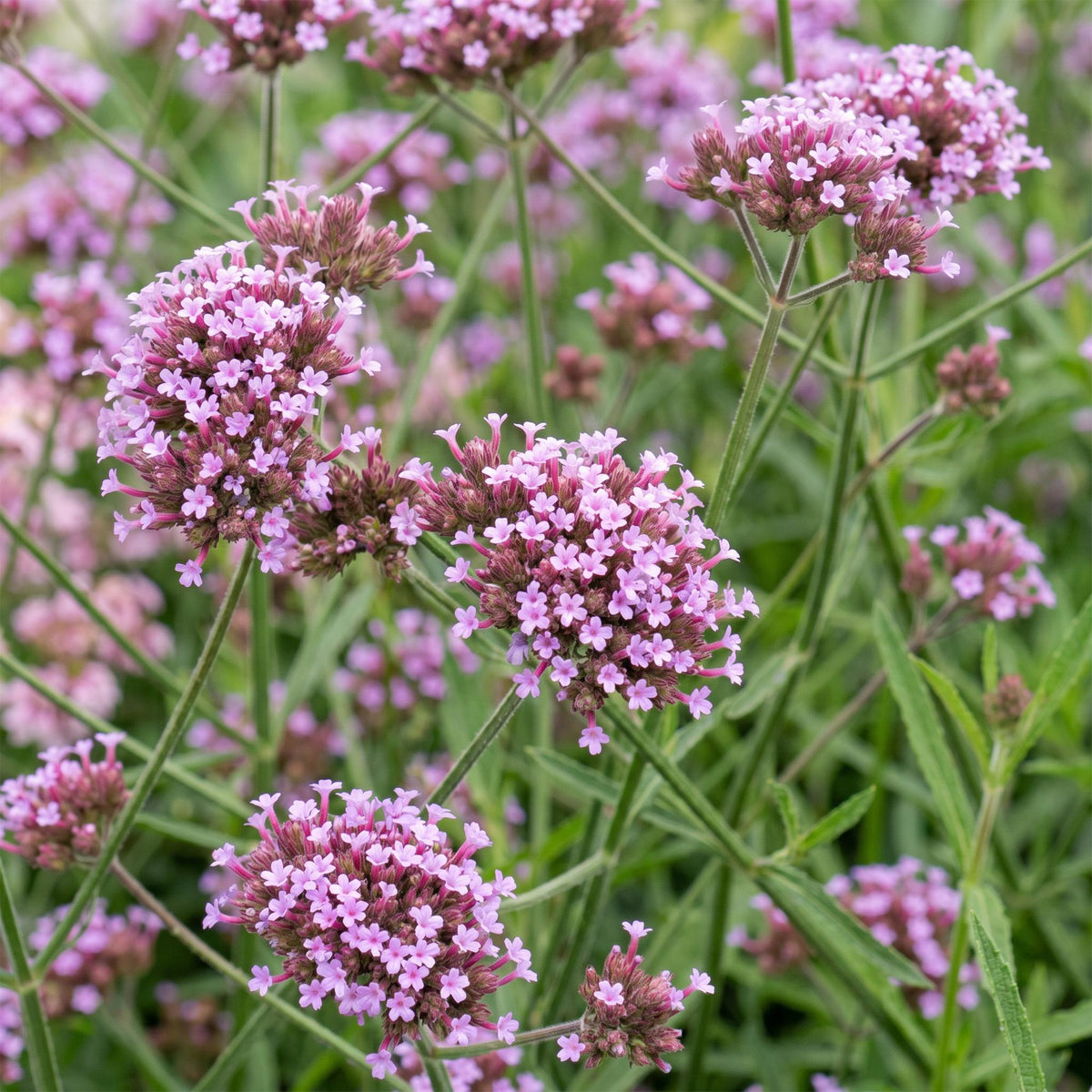 Green boutiQ - Plante vivace - Verbena bonariensis Lollipop - Verveine de Buenos Aires - Attire les abeilles et les papillons - Violet - 1 plante - Pot 11 cm - Hauteur 15-25 cm