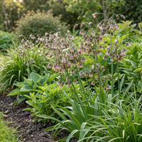 320x Allium Siculum - Siciliaanse honingklokje - Crème en Roze - Zomerbloeier - Bolmaat 10/12