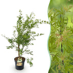 Green boutiQ - Plante de jardin - Acer palmatum Methamorphosa - Érable du Japon - Caduc - Vert - Orange - 1 - Pot 26cm - Hauteur 90cm