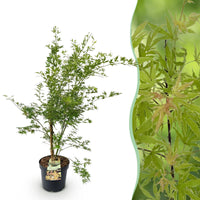 Green boutiQ - Tuinplant - Acer palmatum Methamorphosa - Japanse Esdoorn - Bladverliezend - Groen - Oranje - 1 - Pot 26cm - Hoogte 90cm