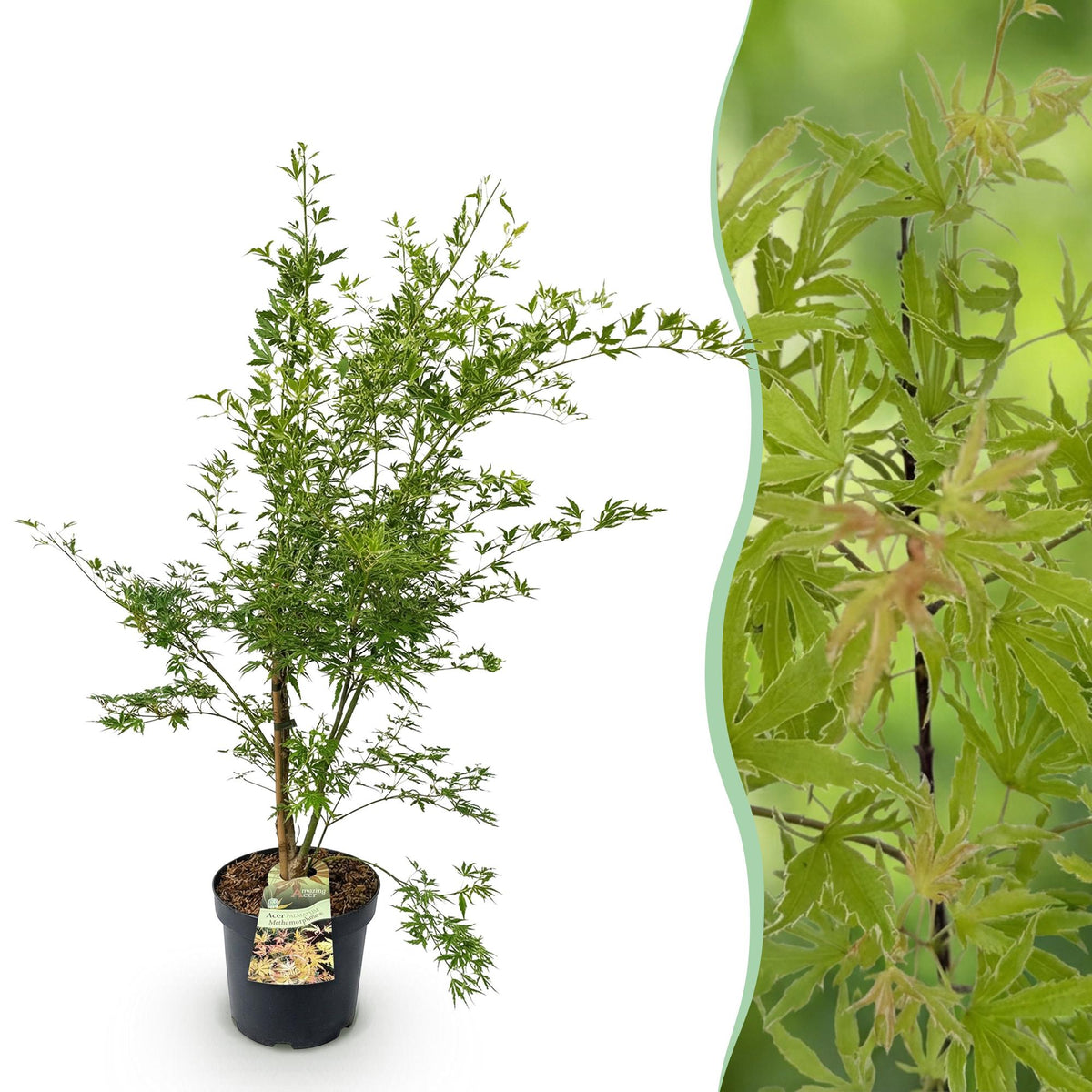 Green boutiQ - Plante de jardin - Acer palmatum Methamorphosa - Érable du Japon - Caduc - Vert - Orange - 1 - Pot 26cm - Hauteur 90cm