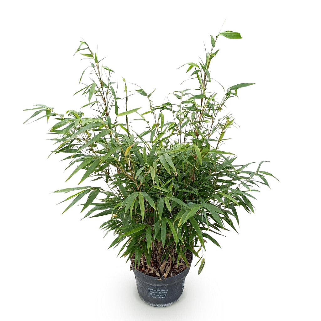 Green boutiQ - Graminées - Fargesia robusta Pingwu - Bambou non traçant - Persistant - Vert - 1 plante - Pot 23 cm - Hauteur 80 cm