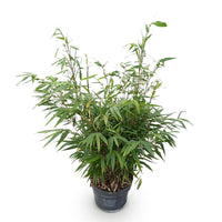 Green boutiQ - Grassen - Fargesia robusta Pingwu - Niet Woekerende Bamboe - Bladhoudend - Groen - 1 Plant - Pot 23 cm - Hoogte 80 cm