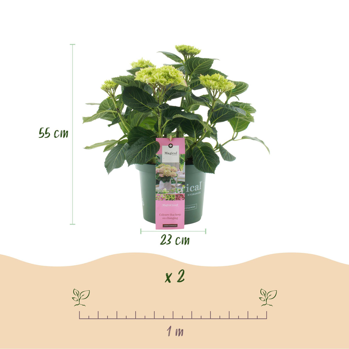 Green boutiQ - Plante de terrasse - Hortensia - Hydrangea Magical Jewel Pink - Rose - 6-10 fleurs - Pot 23 cm Hauteur 55 cm